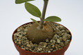 hydnophytum formicarium 8975