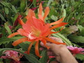 eh fire dance 6500 116