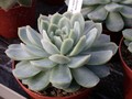 echeveria pumila glauca