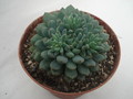 echeveria rondelii 8320