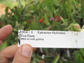 eh eva paetz 1014 9954