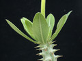 pachypodium horombense 05