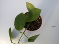 hoya ariadna 1389