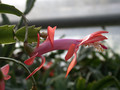 schlumbergera thor vida 03