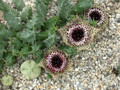 huernia guttata calitzdorp1