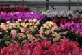 schlumbergera sorten 10010