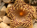 huernia kennedyana 03