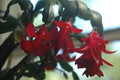 schlumbergera x buckleyi george g 06
