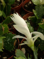 schlumbergera thor britta06