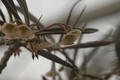 euphorbia suzanae marnierae 1121