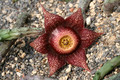 stapelia hardyi 9622