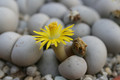 lithops ruschiorum nelii c102 0228