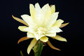eh judy c 7257 5084