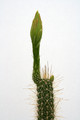 nytocereus serpentinus 3621