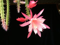 aporocactus melanie 02