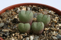 conophytum ficiforme fossulatum worcester 2933