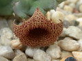 huernia loeseriana 05