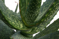 aloe camperi cv cornuta 6712