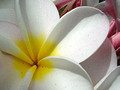 plumeria weiss gelb