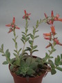 echeveria carnicolor 8376