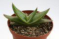 aloe striata 7681