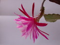 eh kohinoor 7359 263