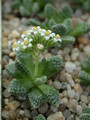crassula mesembryanthemoides 01