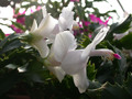 schlumbergera bridgeport 07