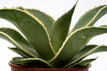 agave celsii multicolor 0695