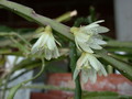 lepismium warmingianum 8977