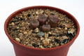 conophytum ectypum brownii ratelpoort 2927