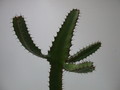 euphorbia cooperi 1371 sm