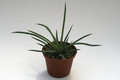 agave stricta nana minas asbestos 7669