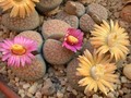 lithops verrucosa gelb rosa 15