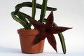 stapelia gigantea grosse pflanze 0761