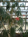jatropha multifida 01