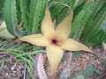stapelia gigantea 4540
