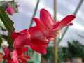 schlumbergera dark marie 05