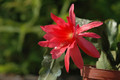 eh cecil cactus 5575 06