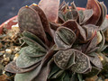 gasteria prolifera 02