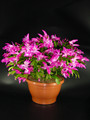 schlumbergera dark eva 07