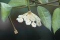 hoya lacunosa ipps4055 6571