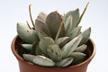 adromischus schuldtianus 7996