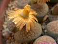 lithops verrucosa gelb rosa 11