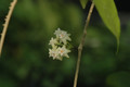 hoya parasitica india 10