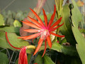 eh tiny flame 9465 10