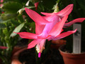 schlumbergera peach parfait 04