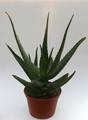 aloe camperi cv cornuta 6710