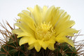 parodia camargensis 9964