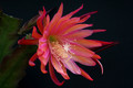 eh coral dance 5804 1446